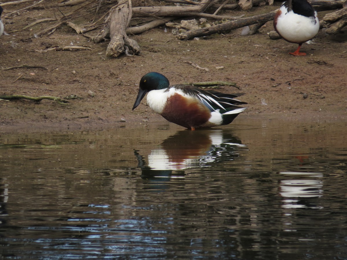 lžičák pestrý - ML556688451