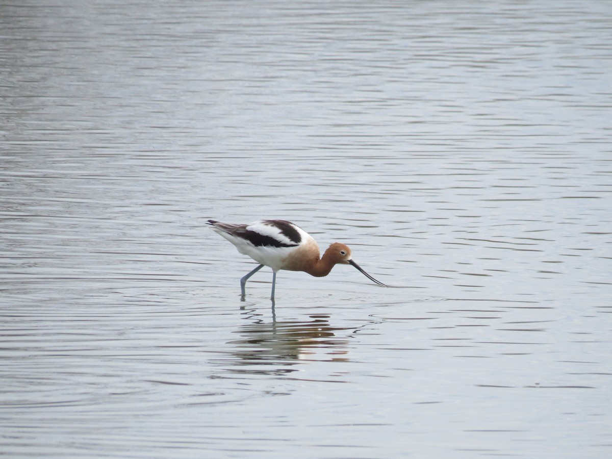 tenkozobec americký - ML556688671