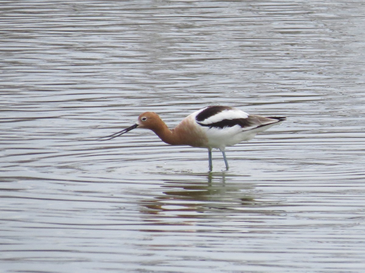 American Avocet - ML556688711