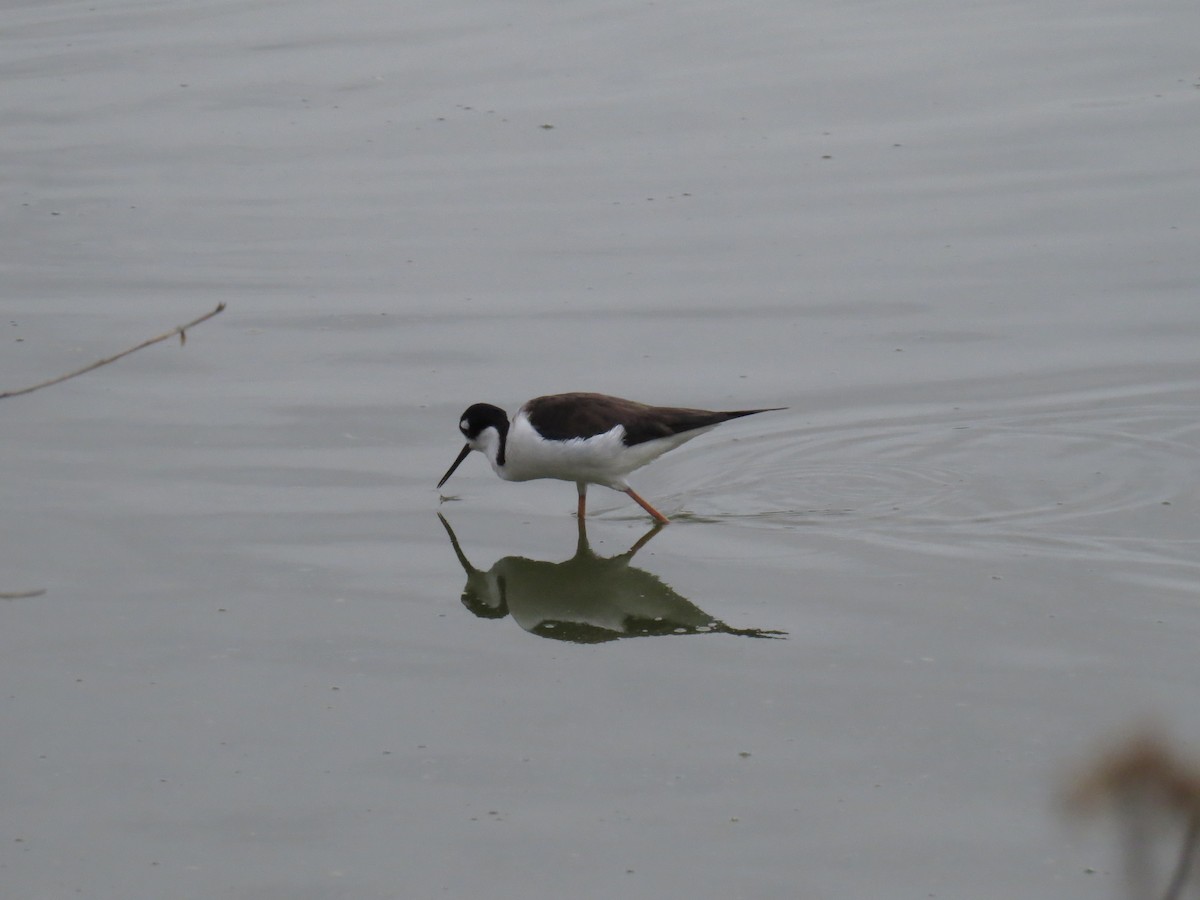 Black-necked Stilt - ML556688951