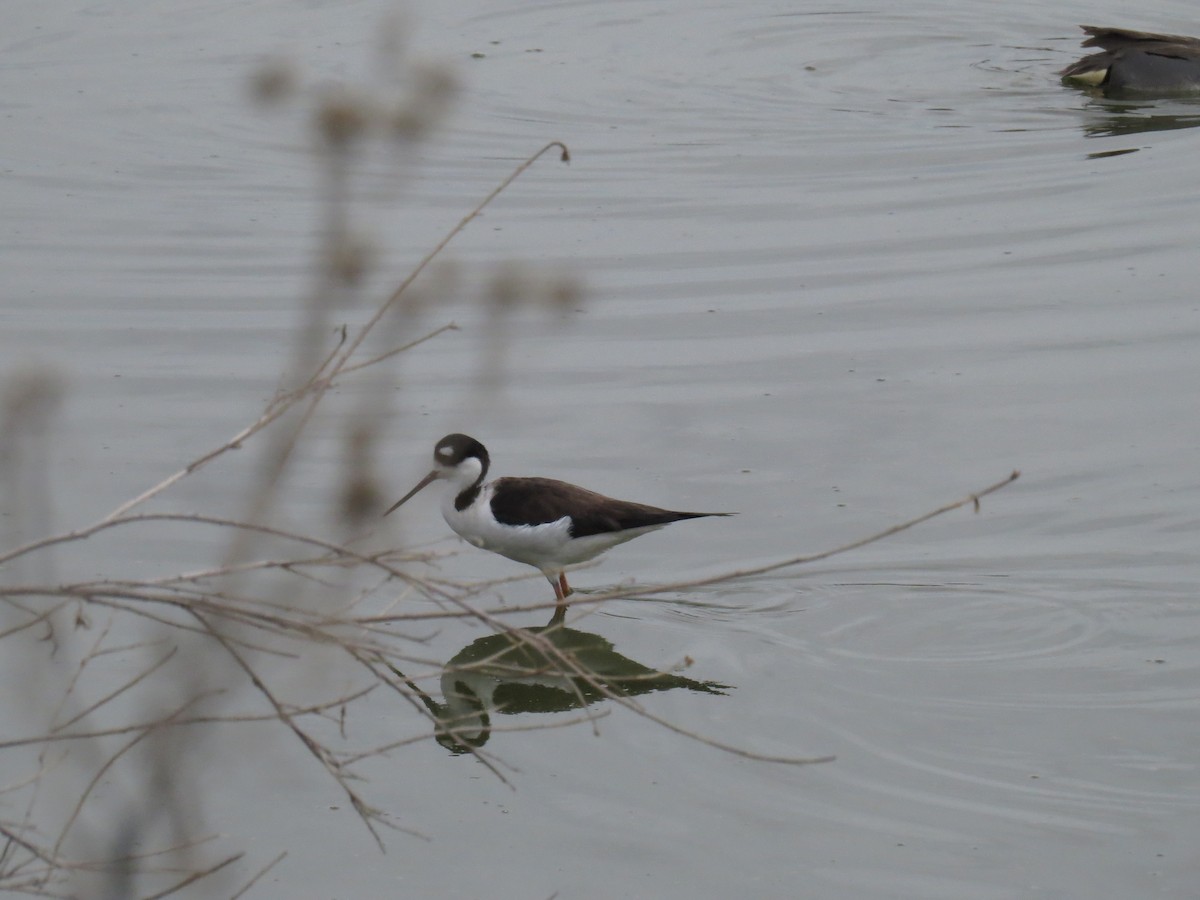 Black-necked Stilt - ML556688961