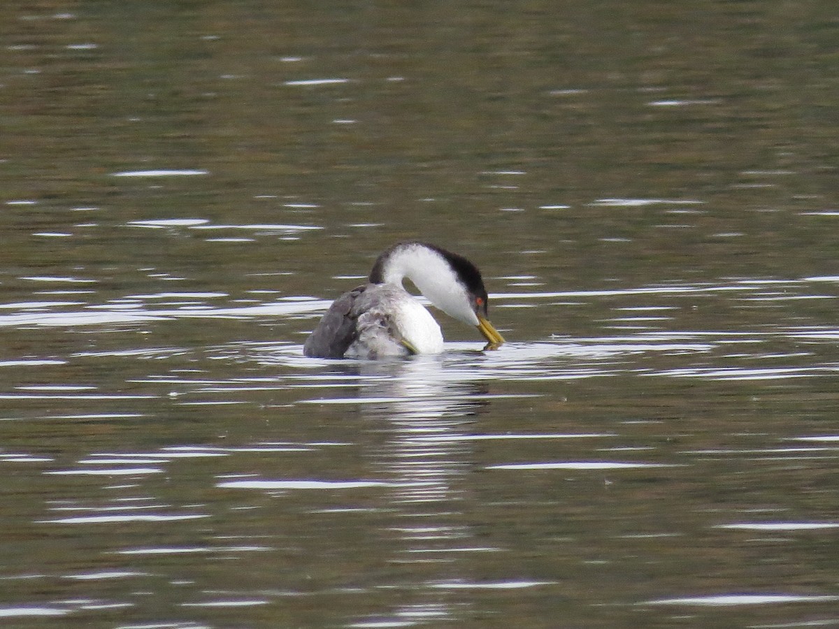 Western Grebe - ML556689081