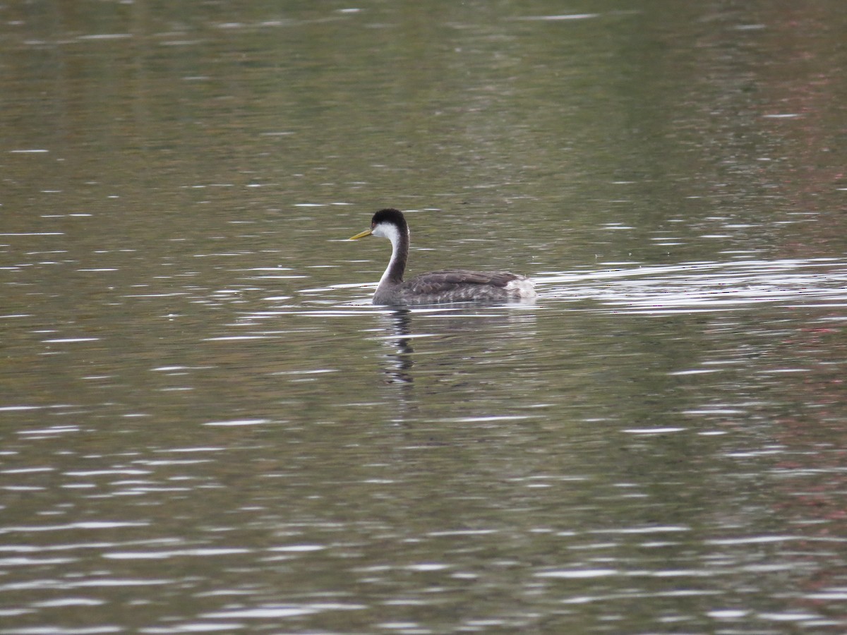 Western Grebe - Adrianna Nelson