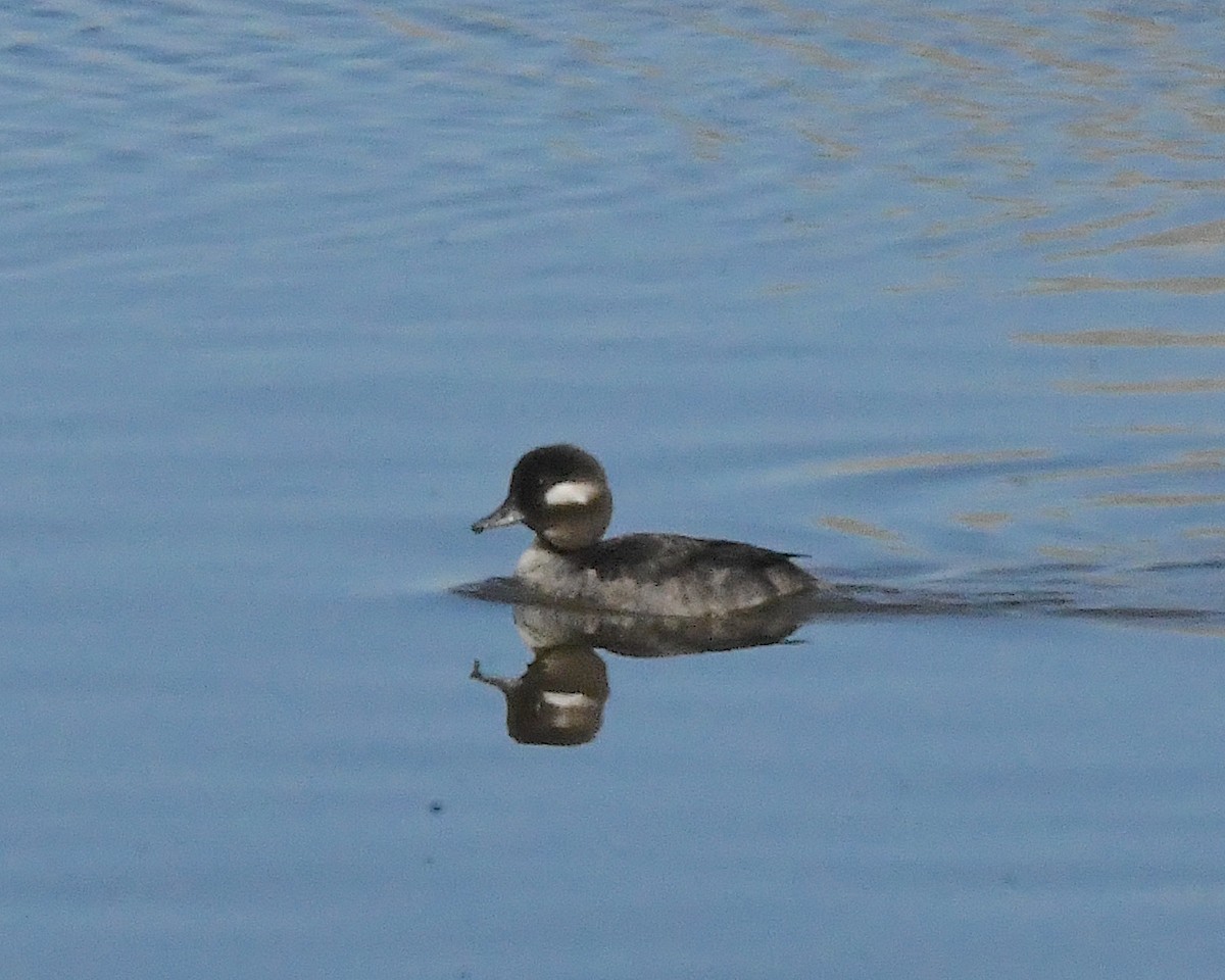 Bufflehead - ML556690731