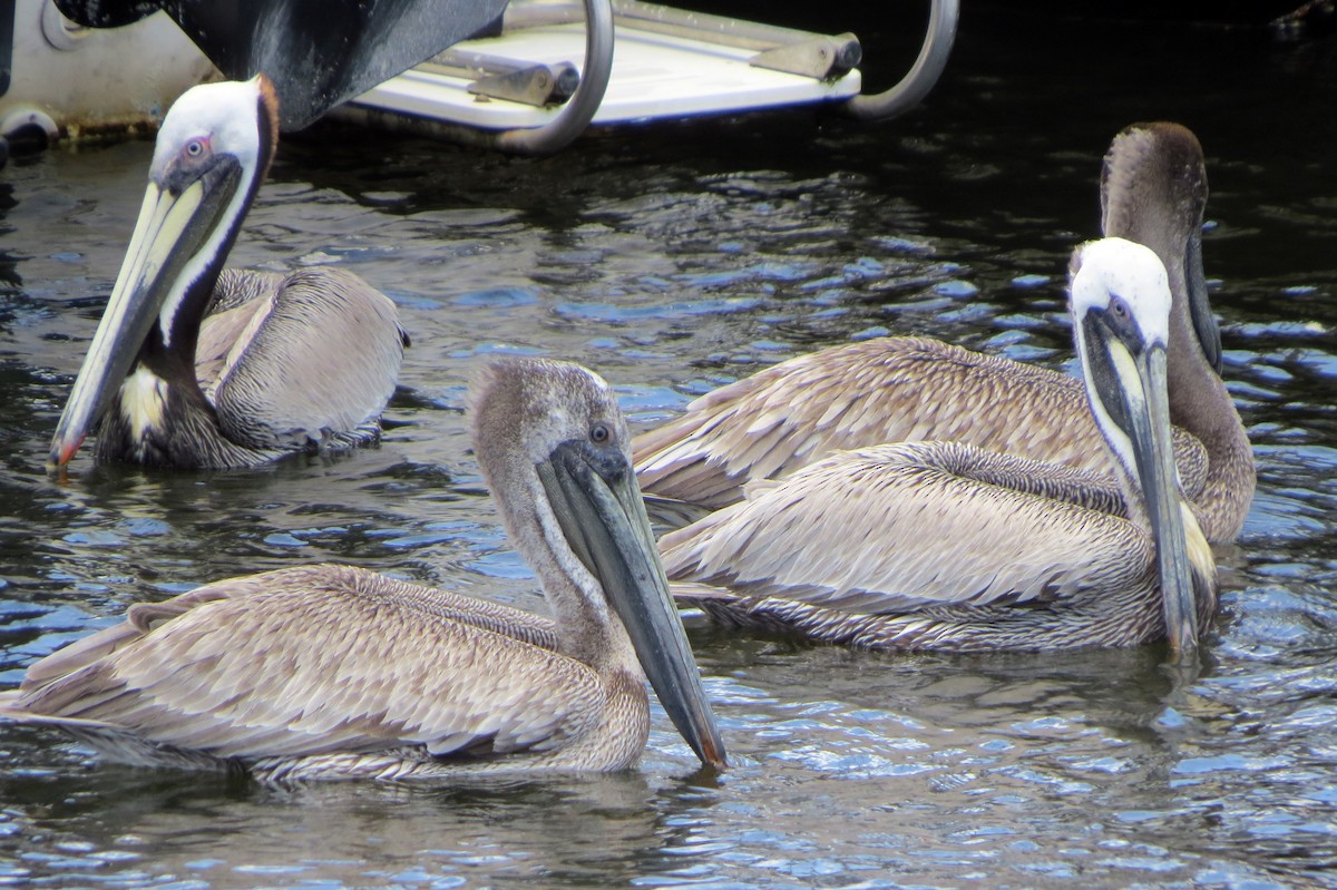 Brown Pelican - Terry Lodge