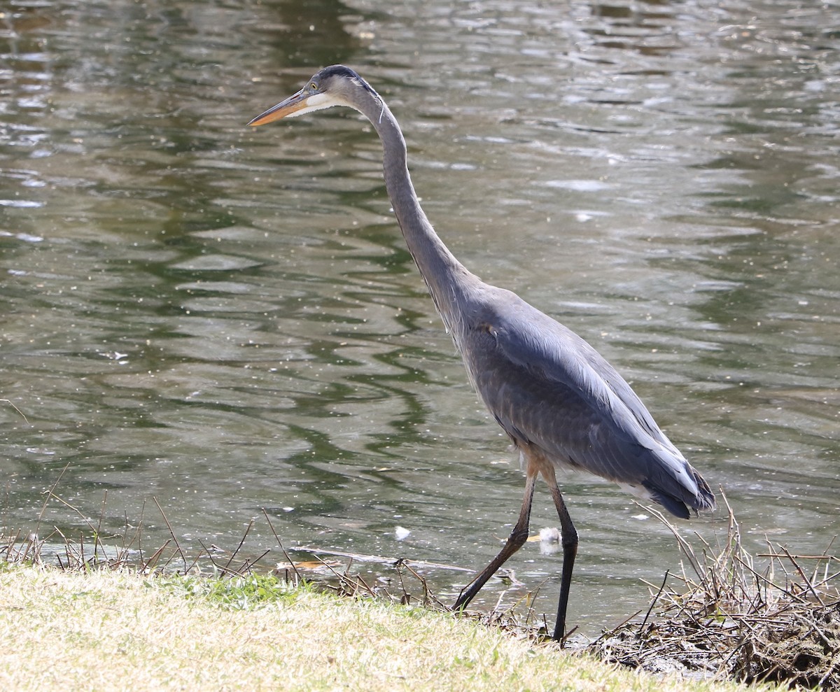 Garza Azulada - ML556691411