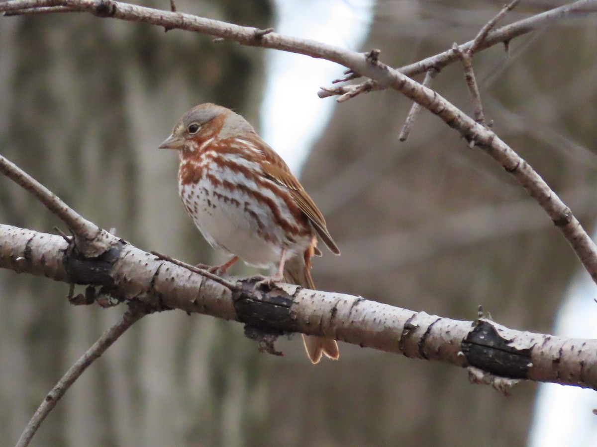 Fox Sparrow - ML556692311