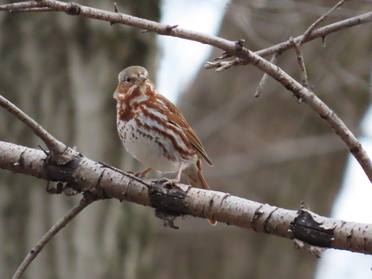 Fox Sparrow - ML556692351