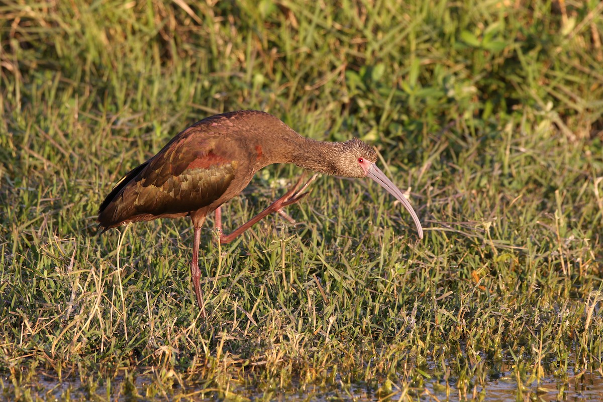 White-faced Ibis - ML556692401