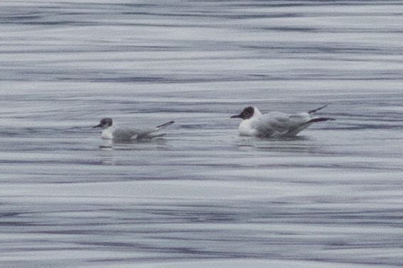 Black-headed Gull - ML556692511