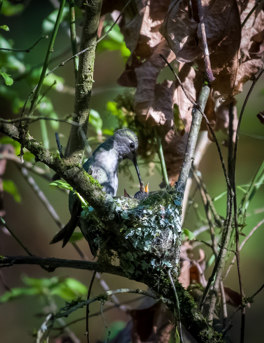 Anna's Hummingbird - tara lemezis
