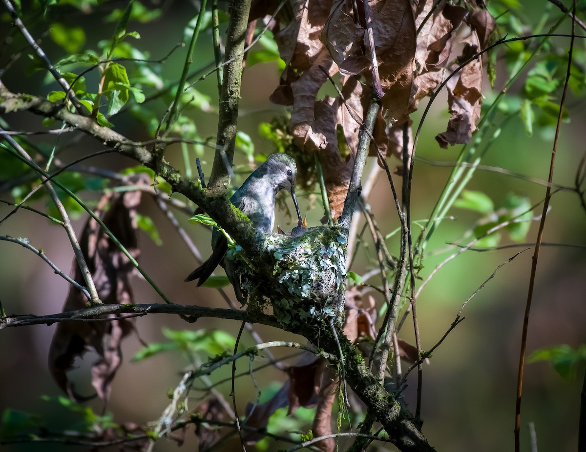 Anna's Hummingbird - ML556693251