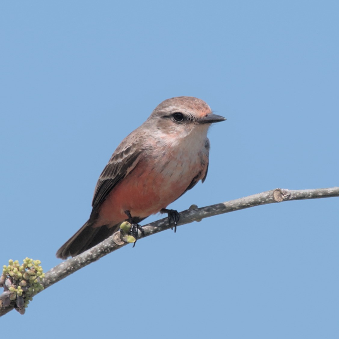 Vermilion Flycatcher (Northern) - Manuel Morales