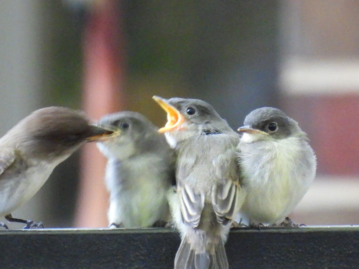 Eastern Phoebe - Karen Carbiener