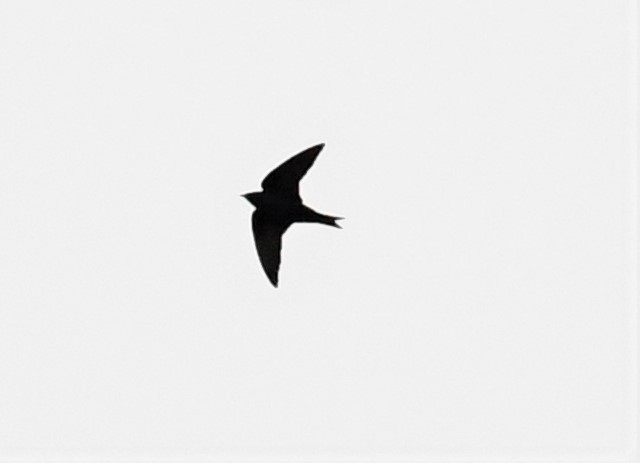 Purple Martin - ML556694241