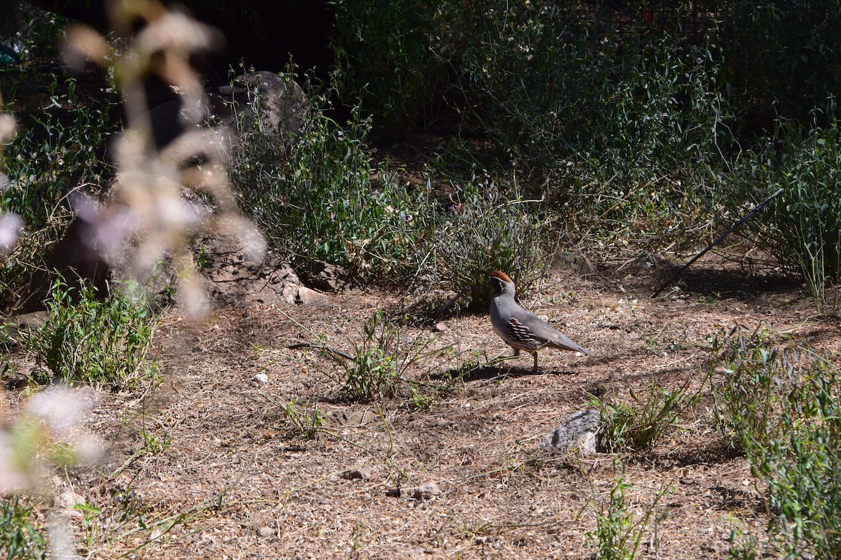 Gambel's Quail - John Wightman