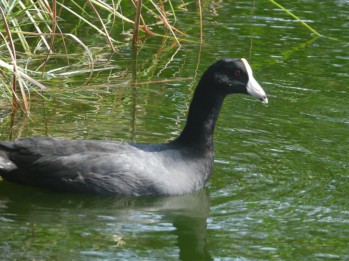 American Coot (White-shielded) - ML556694691
