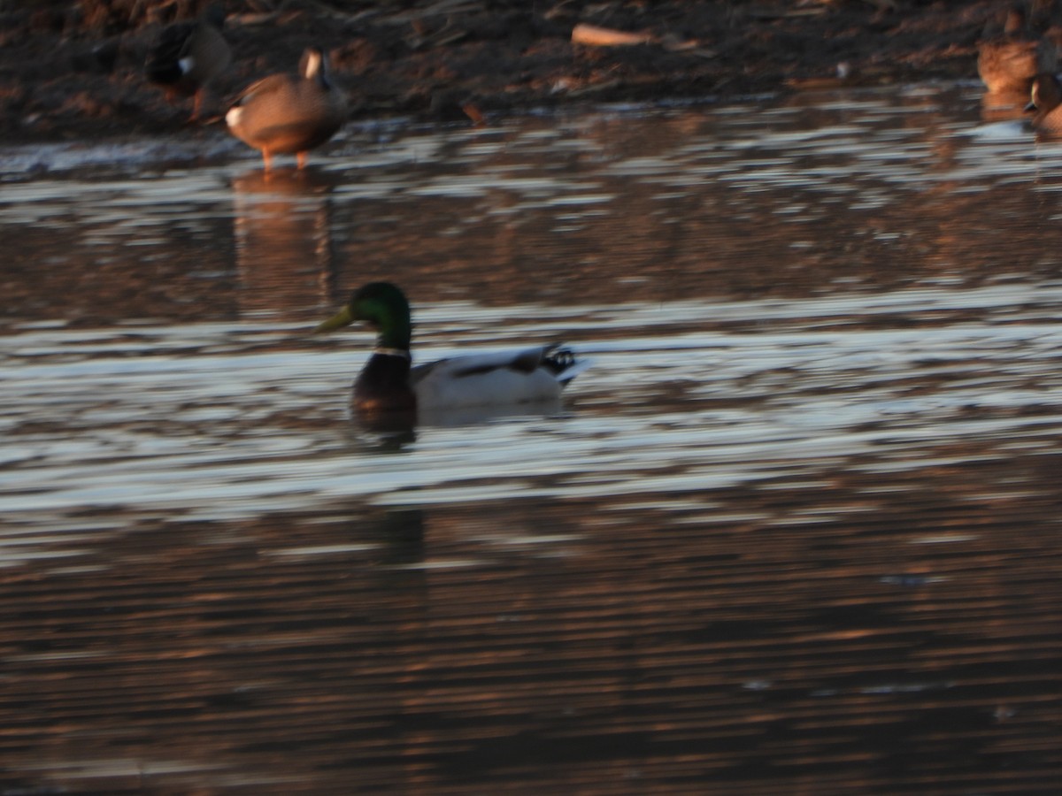 Mallard - ML556694751