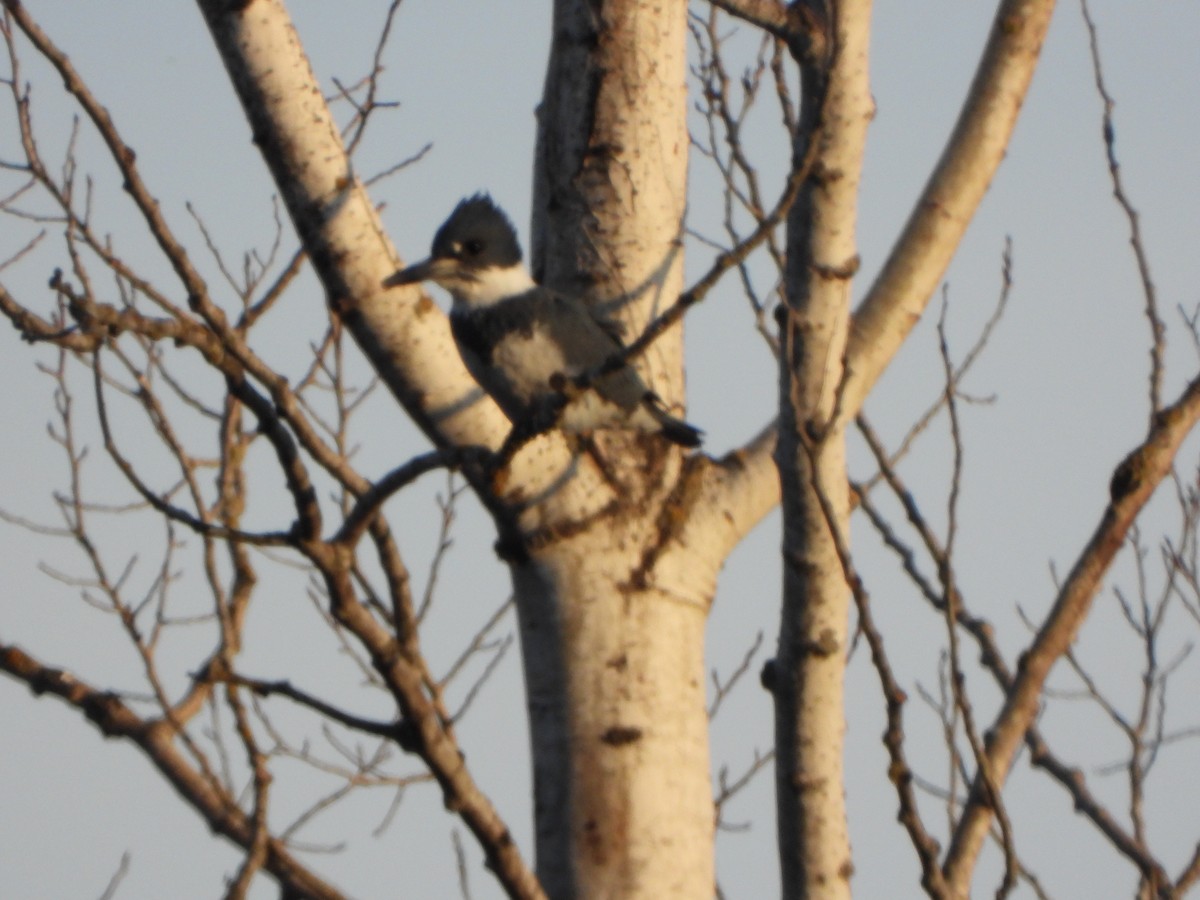 Belted Kingfisher - ML556695041