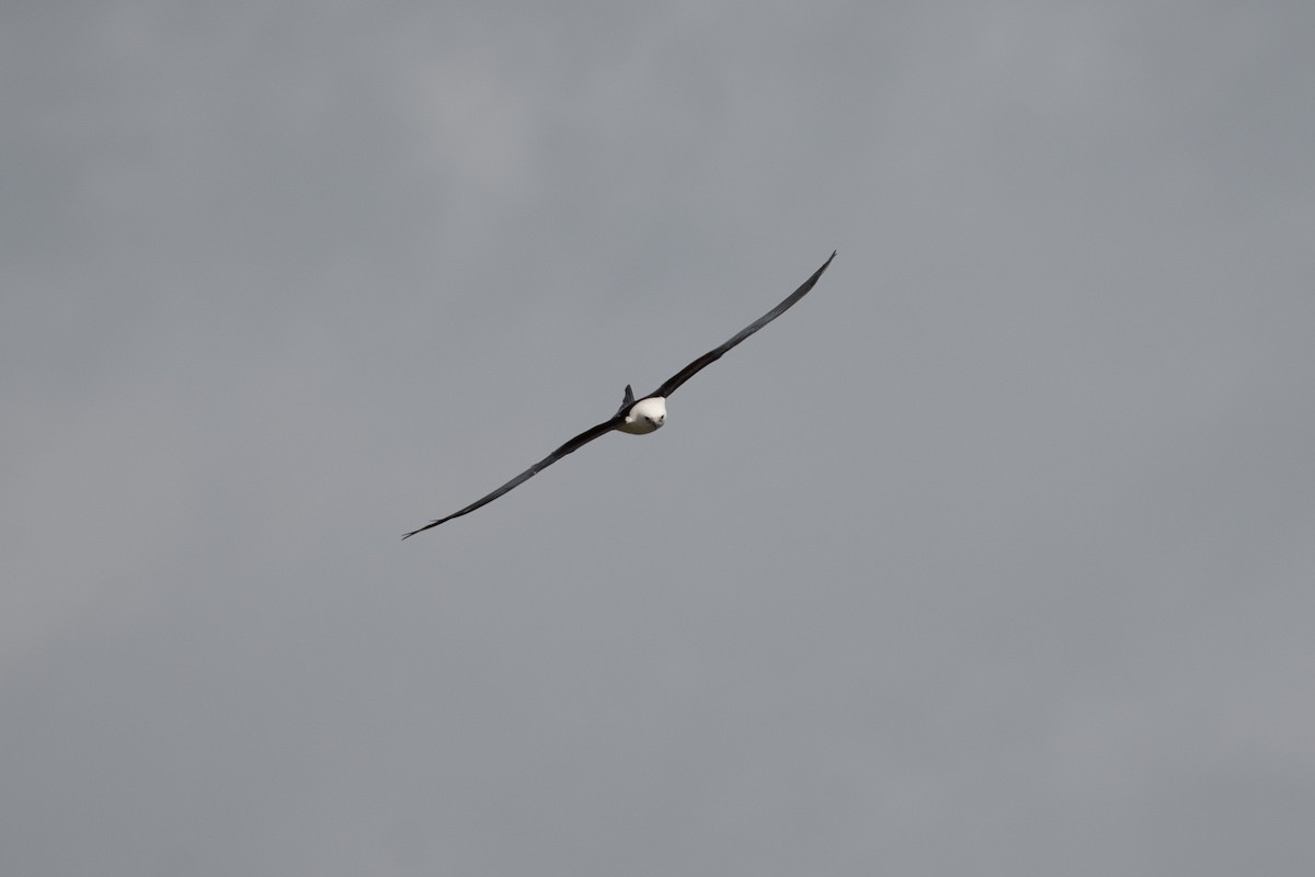 Swallow-tailed Kite - ML556695251