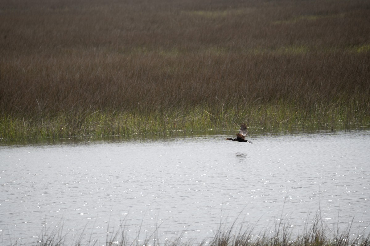 Double-crested Cormorant - ML556695331