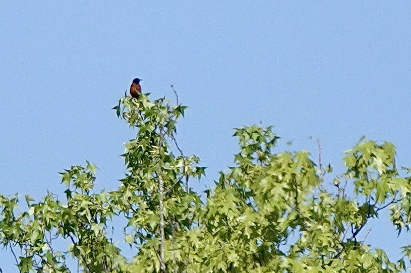 Orchard Oriole - Fleeta Chauvigne