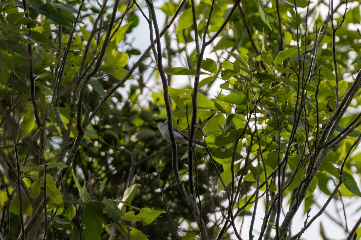 Blue-gray Gnatcatcher - ML556695621