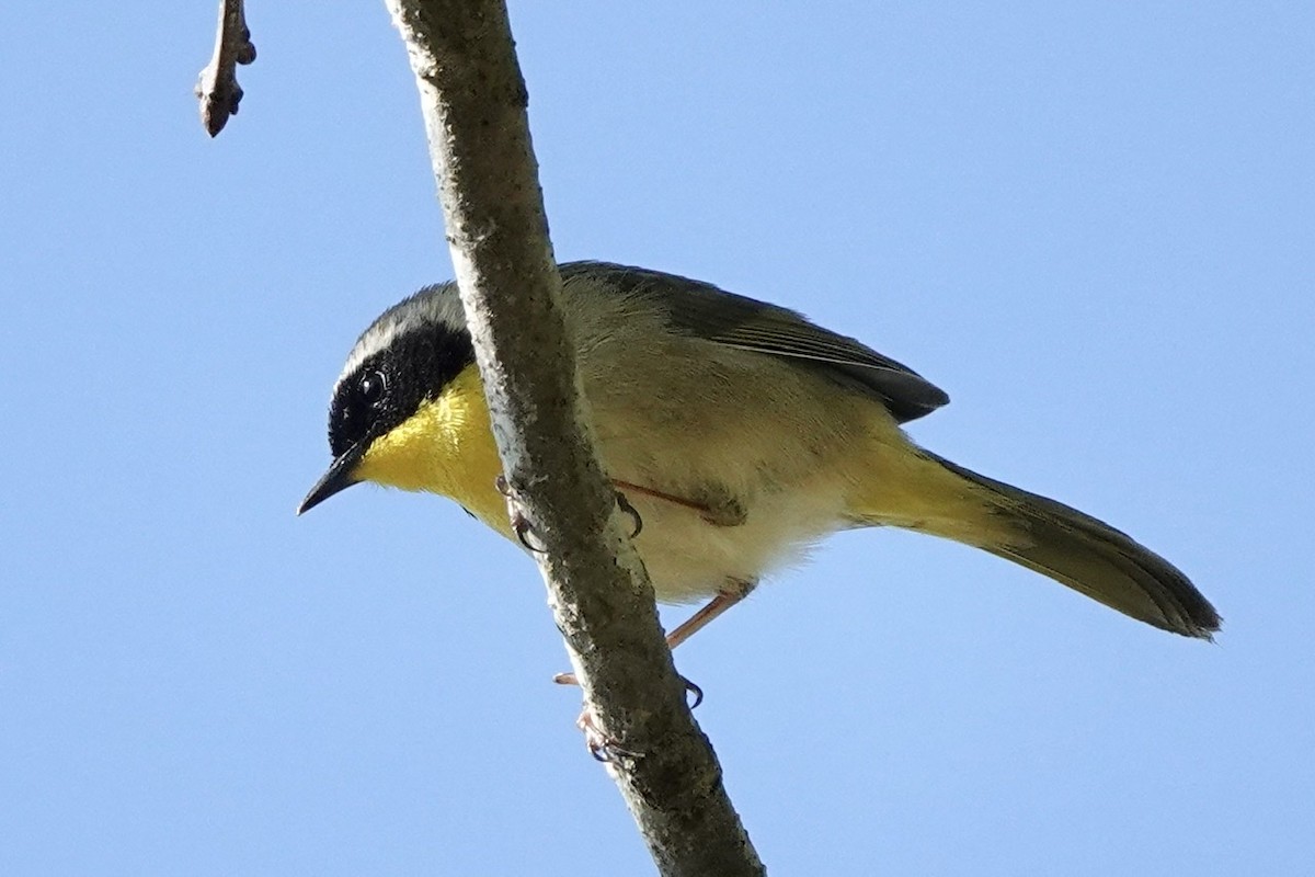 צהוב-גרון - ML556695681