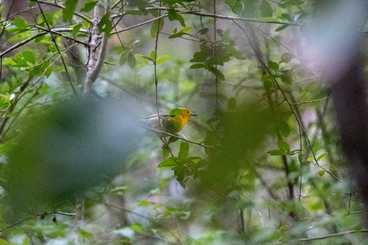 Prothonotary Warbler - ML556695761