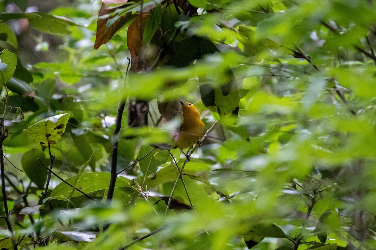 Prothonotary Warbler - ML556695771