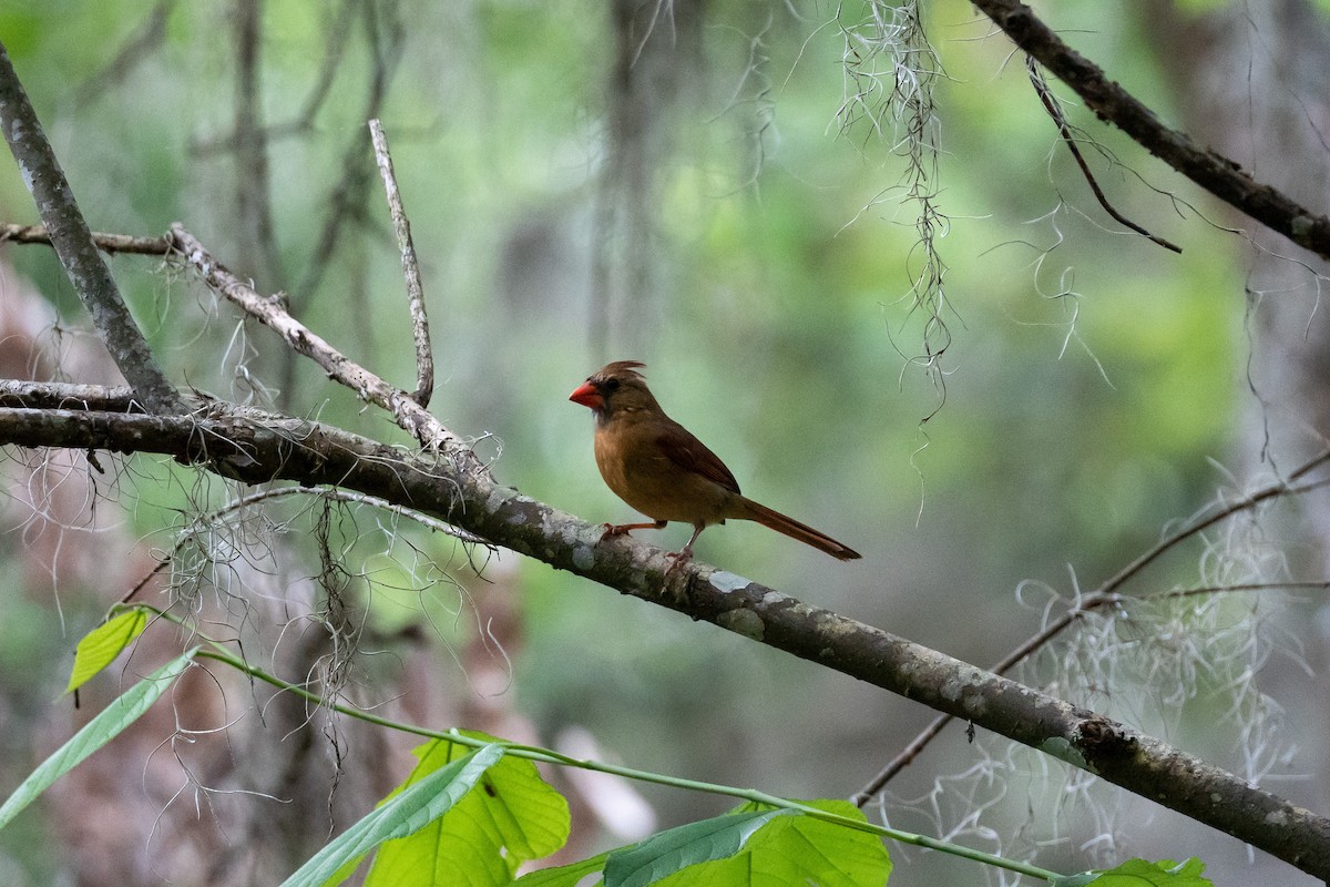 Northern Cardinal - ML556695801