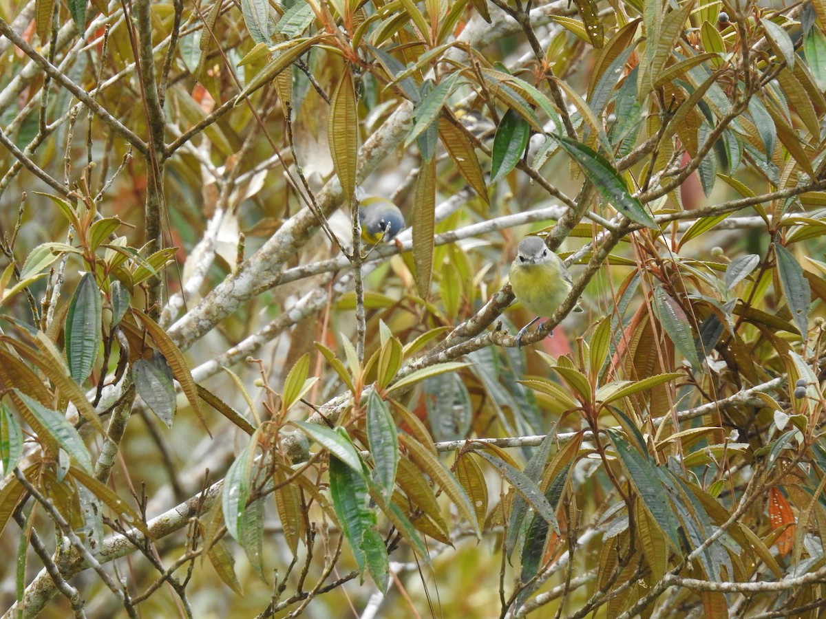 Northern Parula - Paz A. Irola