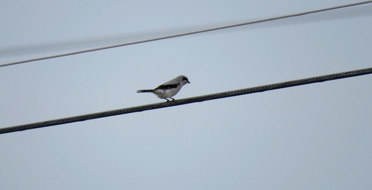 Умардын дунхай - ML556697651