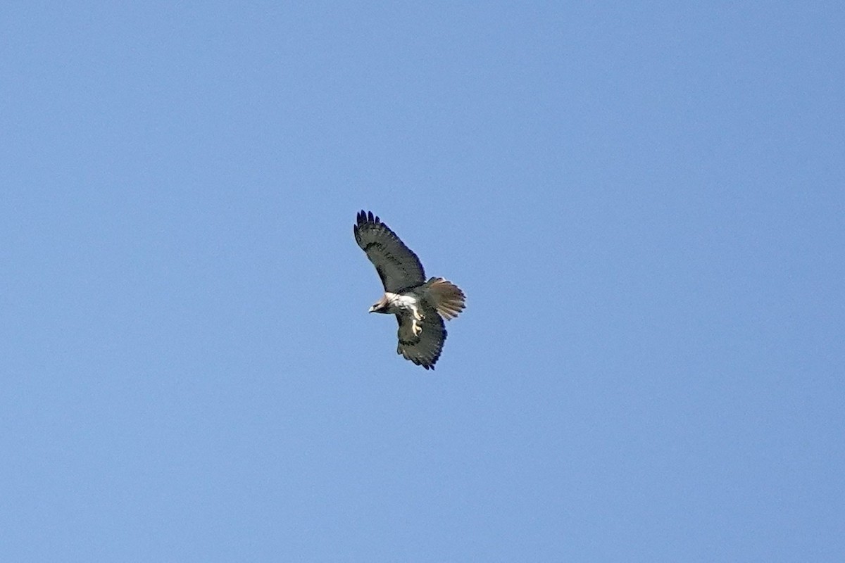 Red-tailed Hawk - ML556697971