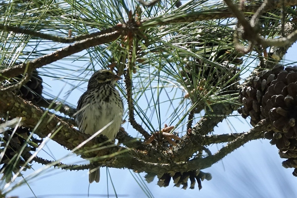 Savannah Sparrow - ML556698221