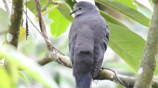 Maroon-chested Ground Dove - ML556699091