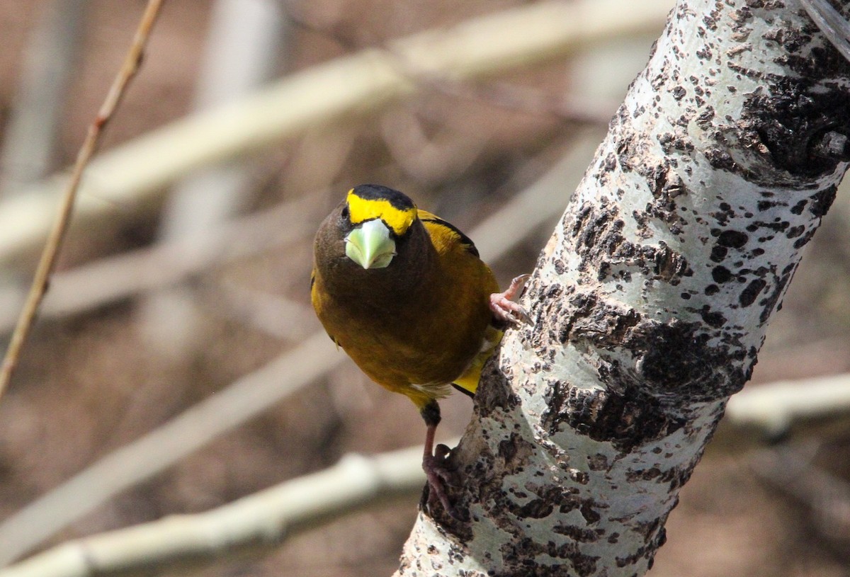 Evening Grosbeak - ML556700321