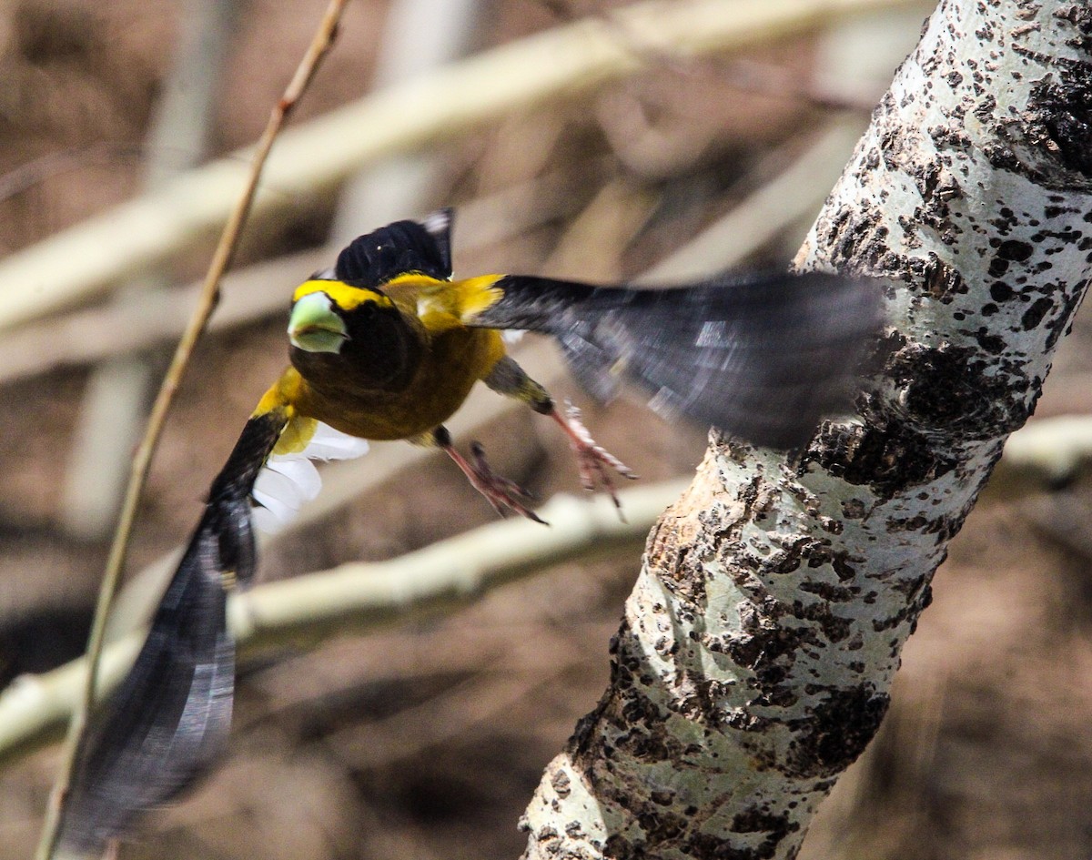 Evening Grosbeak - Eliot Schipper