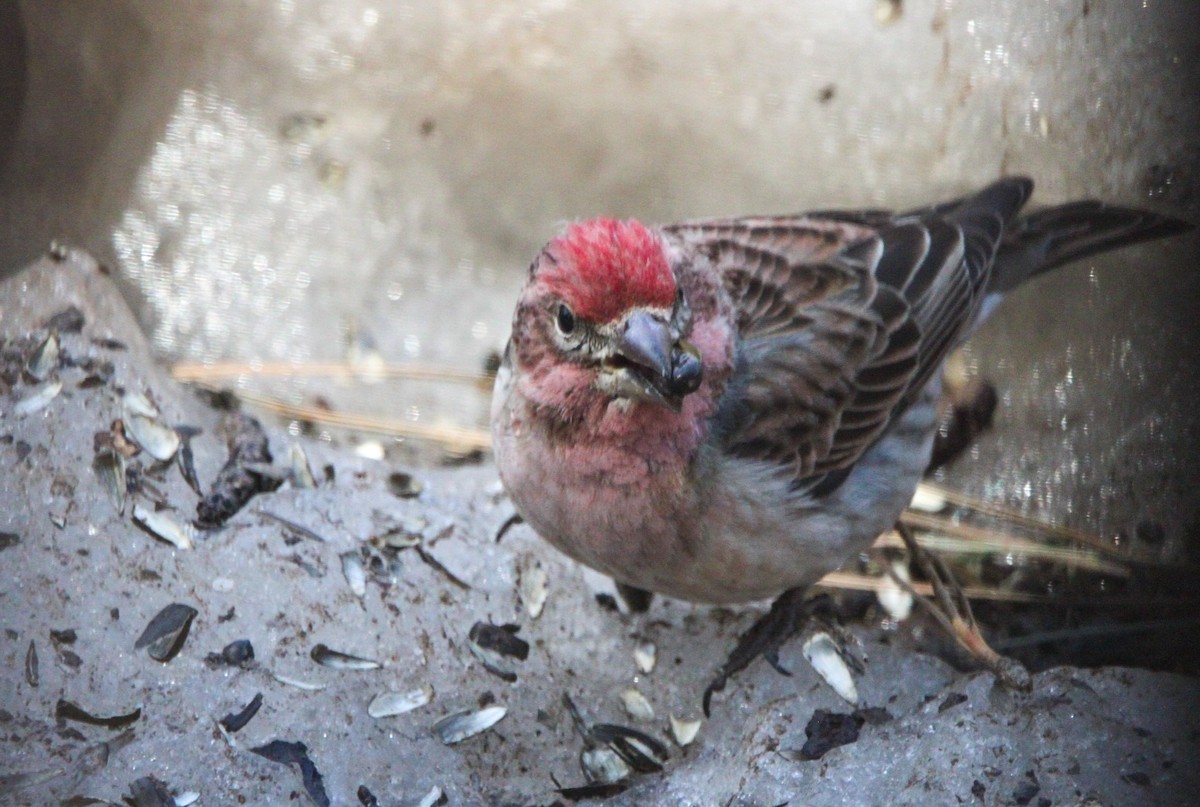 Cassin's Finch - ML556700861