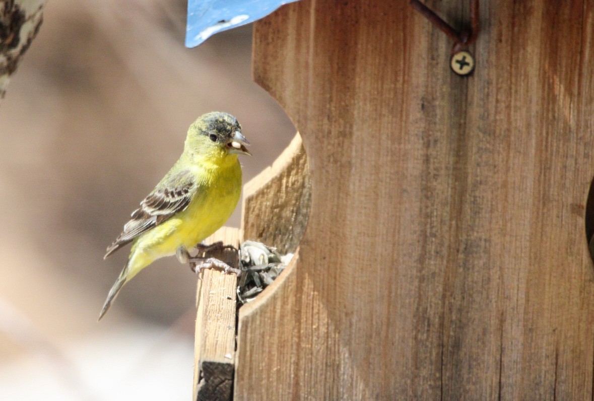 Lesser Goldfinch - Eliot Schipper