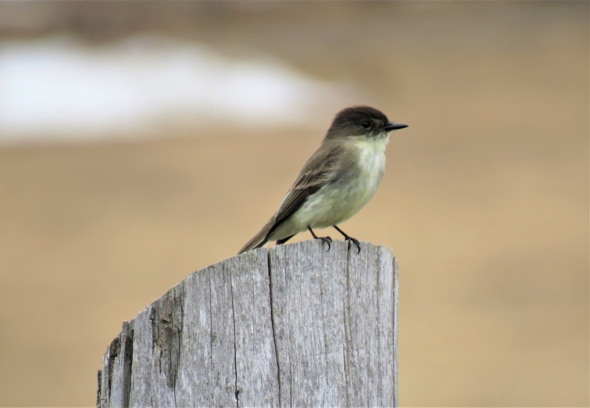 Eastern Phoebe - ML556701341