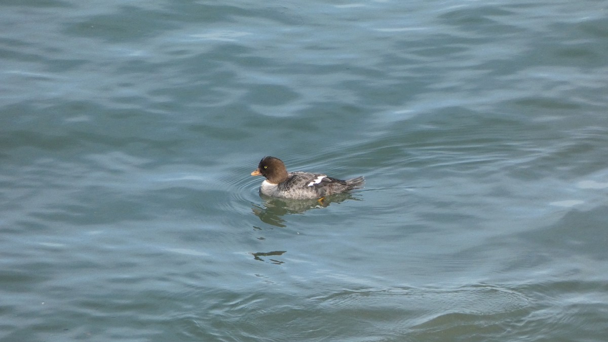 Barrow's Goldeneye - ML556701551