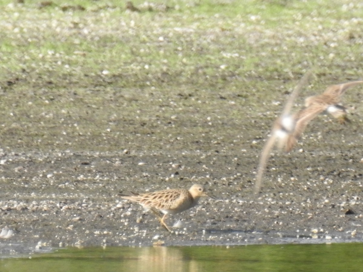 Buff-breasted Sandpiper - ML55670171