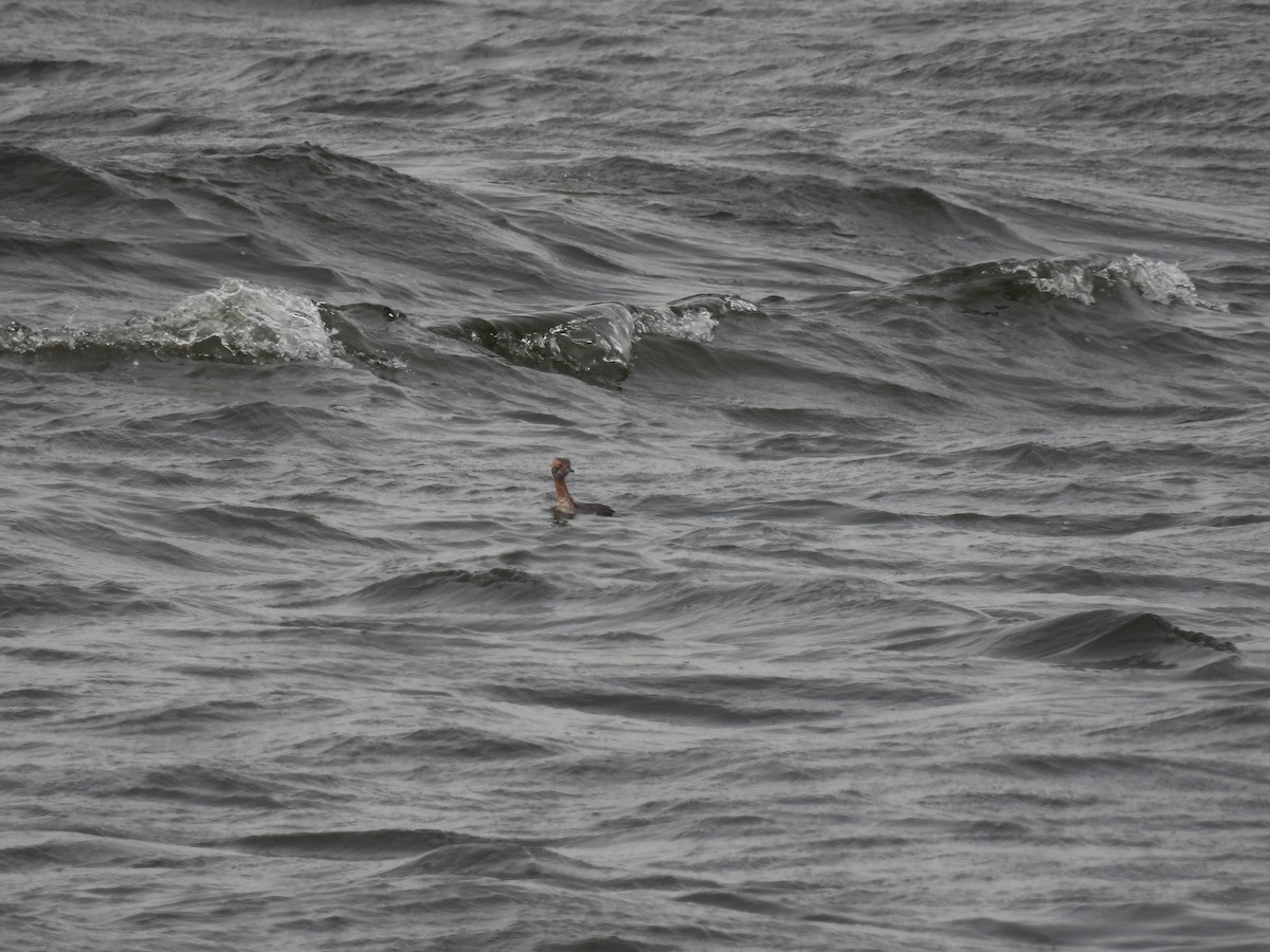 Horned Grebe - Janet Sippel