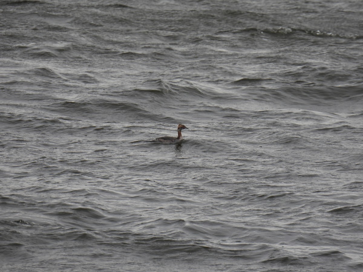 Horned Grebe - Janet Sippel