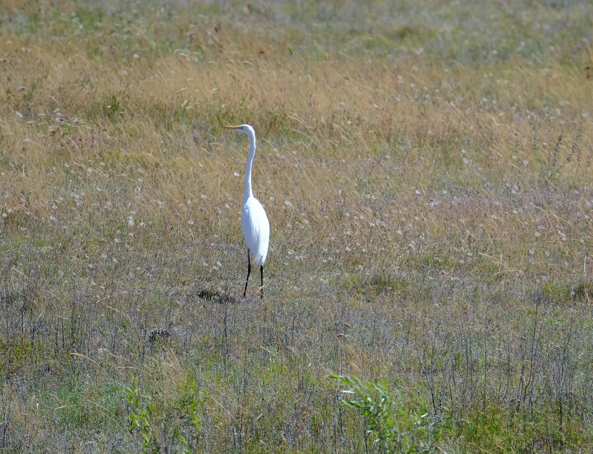 Great Egret - ML556703061