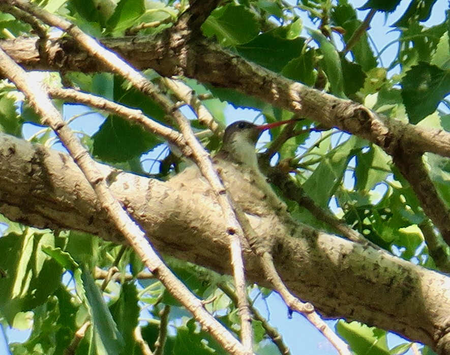 Violet-crowned Hummingbird - ML556703301