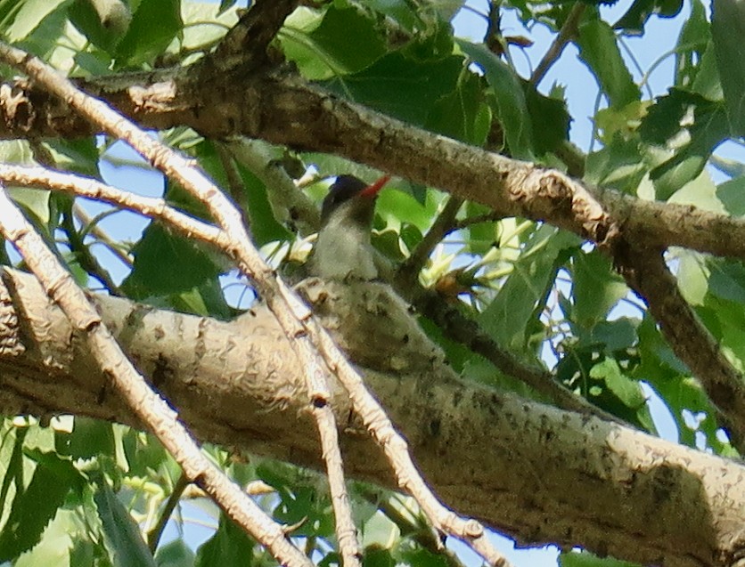 Violet-crowned Hummingbird - ML556703331