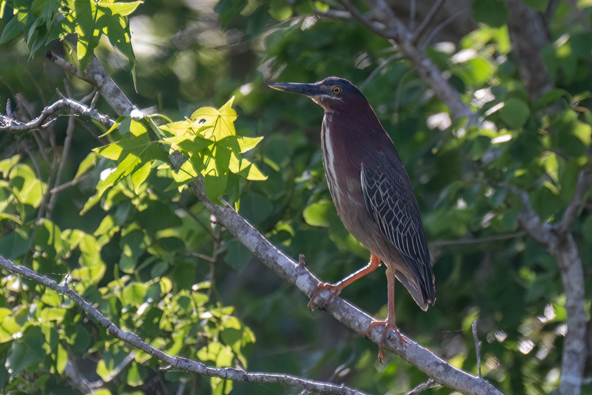 Green Heron - Kayann Cassidy