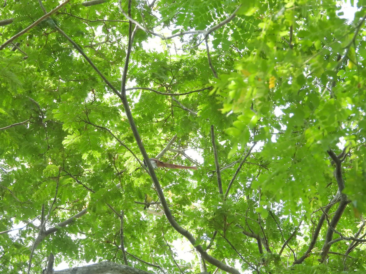 Amur/Blyth's Paradise-Flycatcher - ML556704341